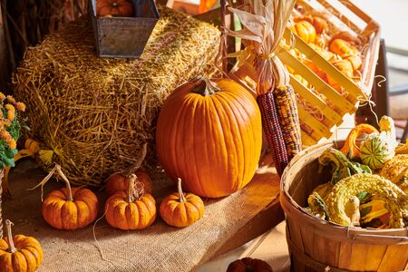 Pumpkin patch. Fresh pumpkins on a farm market still life, Connecticut, USAの写真素材