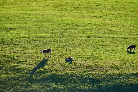 Cows grazing at a pasture near Sleepy Hollow Farm in Vermont, USA.の写真素材