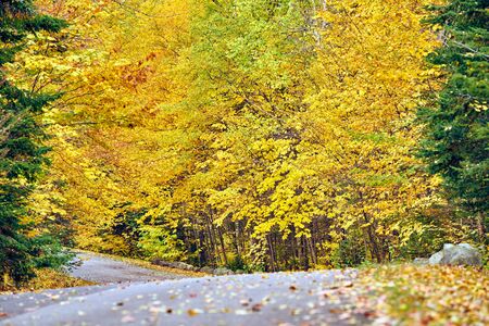 Autumn road in Maine, USA.の写真素材