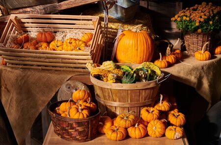 Pumpkin patch. Fresh pumpkins on a farm market still life, Connecticut, USAの写真素材