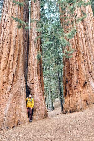 Tourist with backpack hiking in Sequoia National Park. California, United States.の写真素材