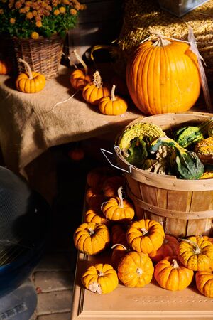 Pumpkin patch. Fresh pumpkins on a farm market still life, Connecticut, USAの写真素材