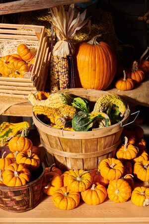 Pumpkin patch. Fresh pumpkins on a farm market still life, Connecticut, USAの写真素材