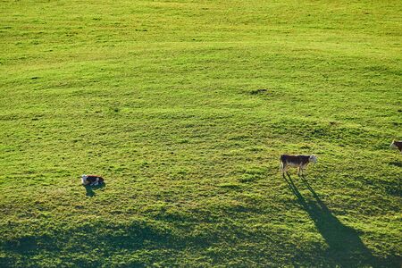 Cows grazing at a pasture near Sleepy Hollow Farm in Vermont, USA.の写真素材