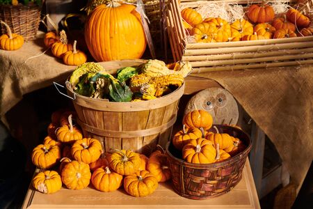 Pumpkin patch. Fresh pumpkins on a farm market still life, Connecticut, USAの写真素材