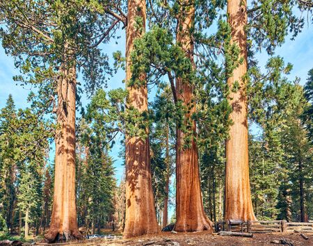 Sequoia National Park at autumn. California, United States.の写真素材