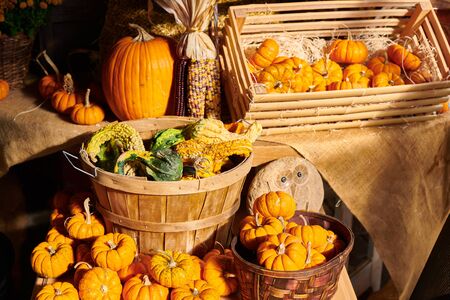 Pumpkin patch. Fresh pumpkins on a farm market still life, Connecticut, USAの写真素材