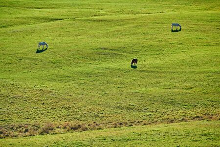 Cows and donkeys grazing at a pasture near Sleepy Hollow Farm in Vermont, USA.の写真素材