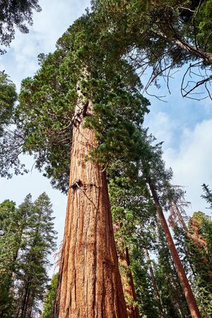 Sequoia National Park at autumn. California, United States.の写真素材