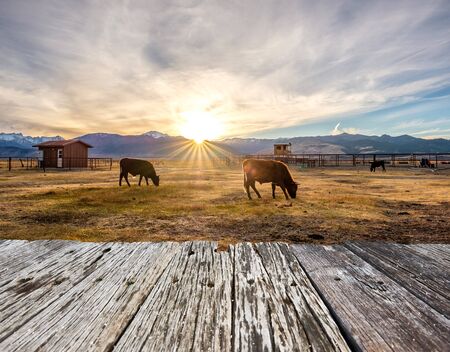 Cow on a field at sunset, California, USA.