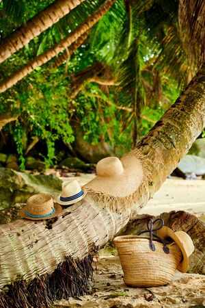 Beach bag and hats by palm tree at Mahe, Seychelles.の写真素材
