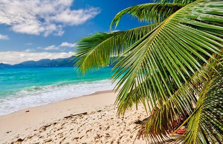 Beautiful beach Anse Soleil with palm tree at Seychelles, Maheの写真素材