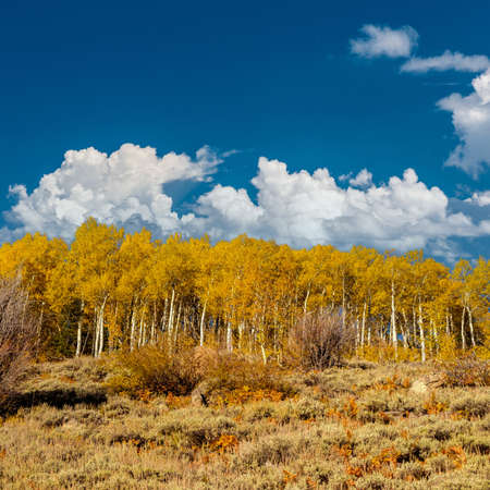 Aspen grove at autumn in Rocky Mountain National Park. Colorado, USA.の写真素材