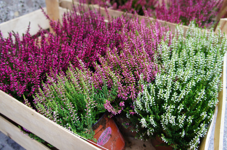 Pink and white little plants in wooden boxの写真素材