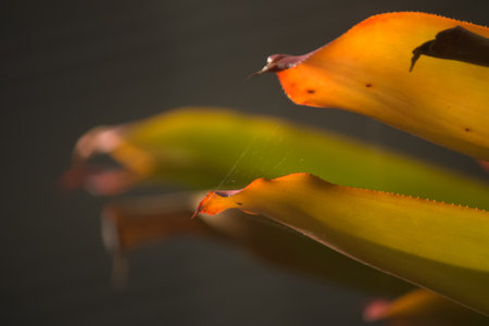 Close-up shot of the Bromeliad foliage leaves in the tropical garden.