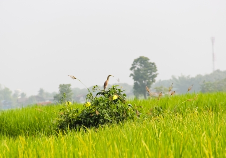 bird on the treeの写真素材