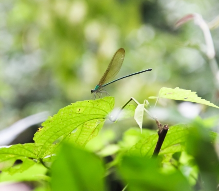 DRAGONFLY ON THE TREEの写真素材