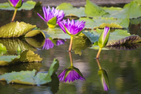 PURPLE LOTUS IN THE CANALの写真素材