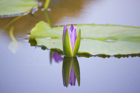 PURPLE  LOTUS IN THE CANALの写真素材