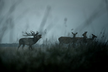 A red deer (Cervus elaphus) in rutting seasons loudly trumpets during the morning haze in autumn in Dyrehave Royal Park, Denmark. Steam from the mouth.の写真素材