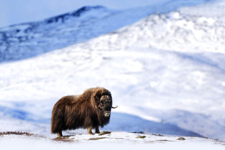 Northern muskox in winter mountains, natural winter habitat with snow, Dovrefjell National Park, Norway. Face to face and muskrat. Wild muskox in the mountains. A wild scene from natureの写真素材