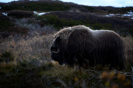 Northern muskox in winter mountains, natural winter habitat with snow, Dovrefjell National Park, Norway. Face to face and muskox. Muskox in the mountains. A wild scene from natureの写真素材