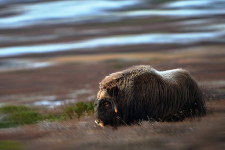 Northern muskox in winter mountains, natural winter habitat with snow, Dovrefjell National Park, Norway. Face to face and muskrat. Wild muskox in the mountains. A wild scene from natureの写真素材