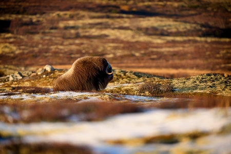 Northern muskox in winter mountains, natural winter habitat with snow, Dovrefjell National Park, Norway. Face to face. Wild muskox in the mountains. A wild scene from natureの写真素材