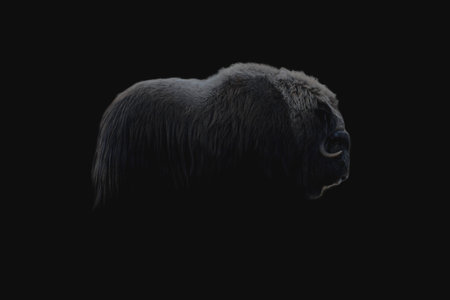 Northern muskox in winter mountains, natural winter habitat with snow, Dovrefjell National Park, Norway. Face to face. Wild muskox in the mountains. A wild scene from natureの写真素材