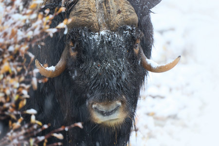 Northern muskox in winter mountains, natural winter habitat with snow, Dovrefjell National Park, Norway. Face to face. Wild muskox in the mountains. A wild scene from natureの写真素材