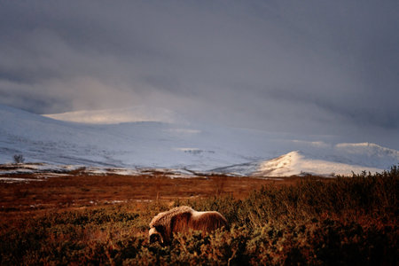 Northern muskox in winter mountains, natural winter habitat with snow, Dovrefjell National Park, Norway. Face to face. Wild muskox in the mountains. A wild scene from natureの写真素材