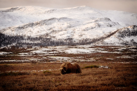 Northern muskox in winter mountains, natural winter habitat with snow, Dovrefjell National Park, Norway. Face to face and muskrat. Wild muskox in the mountains. A wild scene from natureの写真素材