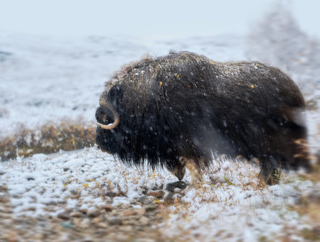 Northern muskox in winter mountains, natural winter habitat with snow, Dovrefjell National Park, Norway. Face to face and muskrat. Wild muskox in the mountains. A wild scene from natureの写真素材