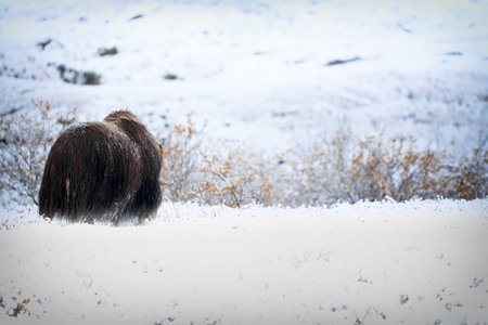 Northern muskox in winter mountains, natural winter habitat with snow, Dovrefjell National Park, Norway. Face to face. Muskox fight. Wild muskox in the mountains. A wild scene from natureの写真素材