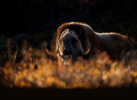 Northern muskox in winter mountains, natural winter habitat with snow, Dovrefjell National Park, Norway. Face to face and muskox. Muskox in the mountains. A wild scene from natureの写真素材