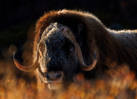 Northern muskox in winter mountains, natural winter habitat with snow, Dovrefjell National Park, Norway. Face to face. Muskox fight. Wild muskox in the mountains. A wild scene from natureの写真素材