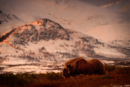 Northern muskox in winter mountains, natural winter habitat with snow, Dovrefjell National Park, Norway. Face to face and muskrat. Muskox fight. Wild muskox in the mountains. A wild scene from natureの写真素材