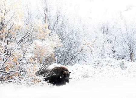 Northern muskox in winter mountains, natural winter habitat with snow, Dovrefjell National Park, Norway. Face to face. Muskox fight. Wild muskox in the mountains. A wild scene from natureの写真素材