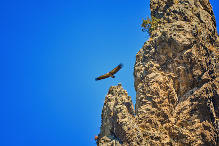 Griffon vulture (Gyps fulvus) a large bird of prey. Wild vultures in the mountains of Bulgaria. Madzharovo, Eastern Rhodopes. Scavengers feed at sunrise. Wild live scene in nature.の写真素材