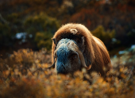 Northern muskox in winter mountains, natural winter habitat with snow, Dovrefjell National Park, Norway. Face to face. Muskox fight. Wild muskox in the mountains. A wild scene from natureの写真素材