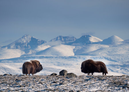 Northern muskox in winter mountains, natural winter habitat with snow, Dovrefjell National Park, Norway. Face to face. Wild muskox in the mountains. A wild scene from natureの写真素材