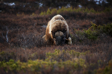 Northern muskox in winter mountains, natural winter habitat with snow, Dovrefjell National Park, Norway. Wild muskox in the mountains. A wild scene from natureの写真素材