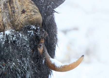 Northern muskox in winter mountains, natural winter habitat with snow, Dovrefjell National Park, Norway. Face to face. Wild muskox in the mountains. A wild scene from natureの写真素材