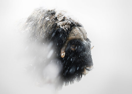 Northern muskox in winter mountains, natural winter habitat with snow, Dovrefjell National Park, Norway. Face to face. Muskox fight. Wild muskox in the mountains. A wild scene from natureの写真素材
