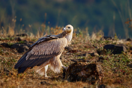 Griffon vulture (Gyps fulvus) a large bird of prey. Wild vultures in the mountains of Bulgaria. Madzharovo, Eastern Rhodopes. Scavengers feed at sunrise. Wild live scene in nature.の写真素材
