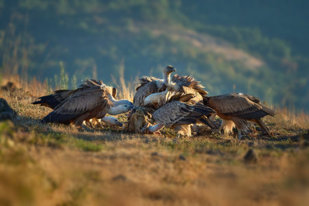 Griffon vulture (Gyps fulvus) a large bird of prey. Wild vultures in the mountains of Bulgaria. Madzharovo, Eastern Rhodopes. Scavengers feed at sunrise. Wild live scene in nature.の写真素材