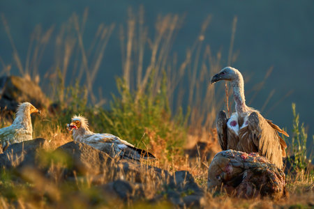 Griffon vulture (Gyps fulvus) a large bird of prey. Wild vultures in the mountains of Bulgaria. Madzharovo, Eastern Rhodopes. Scavengers feed at sunrise. Wild live scene in nature.の写真素材