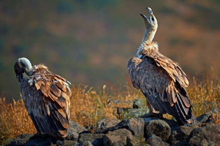 Griffon vulture (Gyps fulvus) a large bird of prey. Wild vultures in the mountains of Bulgaria. Madzharovo, Eastern Rhodopes. Scavengers feed at sunrise. Wild live scene in nature.の写真素材
