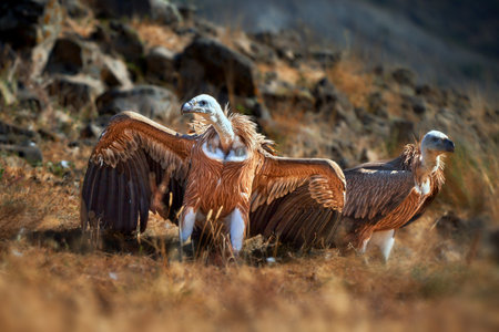 Griffon vulture (Gyps fulvus) a large bird of prey. Wild vultures in the mountains of Bulgaria. Madzharovo, Eastern Rhodopes. Scavengers feed at sunrise. Wild live scene in nature.の写真素材