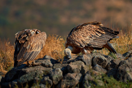 Griffon vulture (Gyps fulvus) a large bird of prey. Wild vultures in the mountains of Bulgaria. Madzharovo, Eastern Rhodopes. Scavengers feed at sunrise. Wild live scene in nature.の写真素材